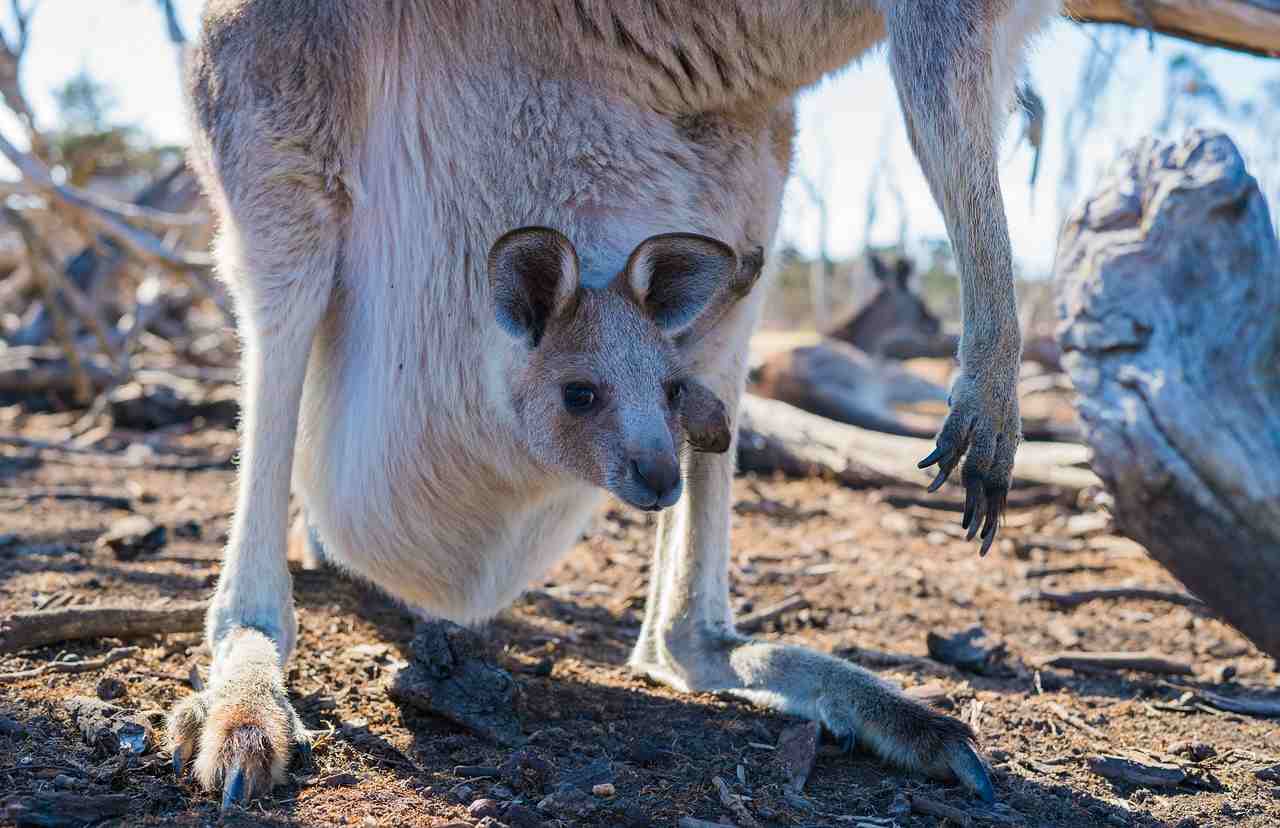 Qui n Descubri Australia Historia Y Exploradores Clave