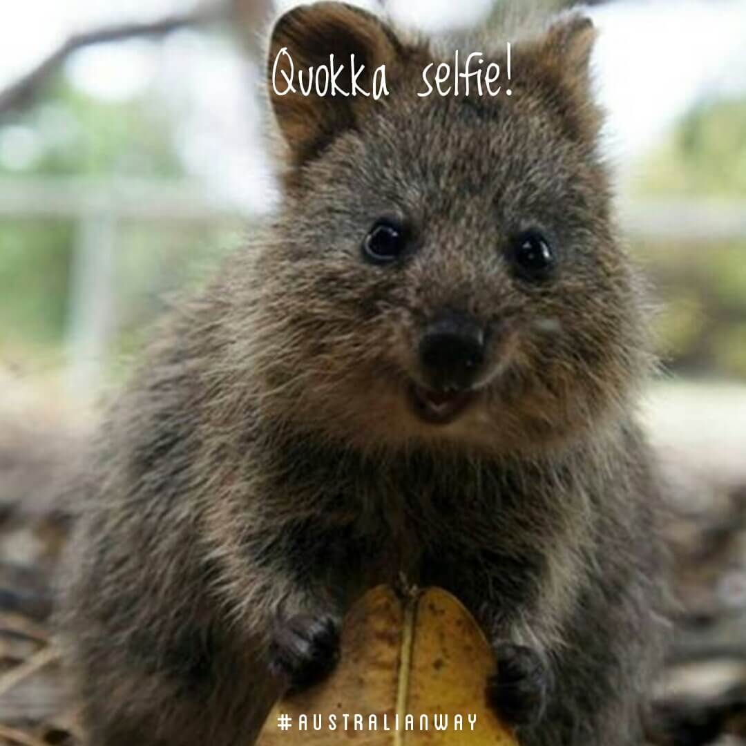 Quokka selfie animales australia australian way estudiar en australia trabajar en australia perth estudiar en nueva zelanda