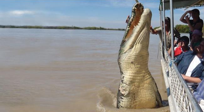 brutus el cocodrilo gigante adeliade river cruises estudiar en australia australian way1