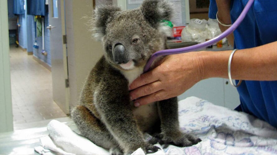 trabajar enfermero en australia australian way estudiar en australia trabajar en australia australian way koala hospital